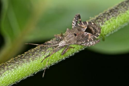 Acanthocoris scabrator