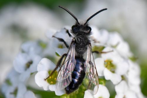 Andrena cineraria