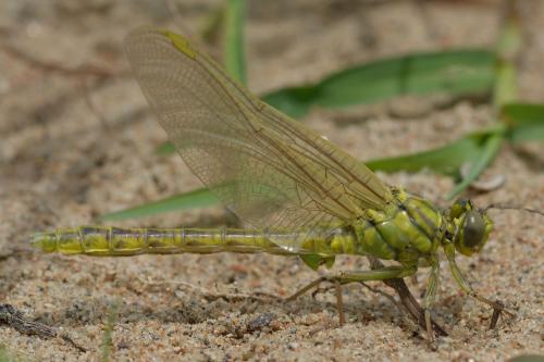 Réf. 193 772 : Gomphus simillimus