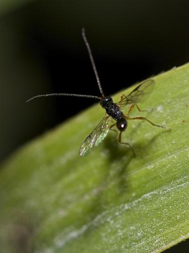 Réf. 193 015 : Alysiinae inconnu