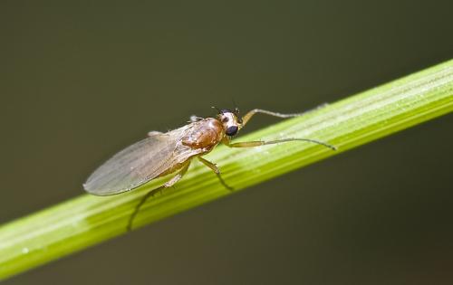 Réf. 193 120 : Lonchoptera lutea