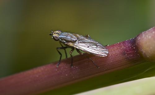 Pherbellia cinerella