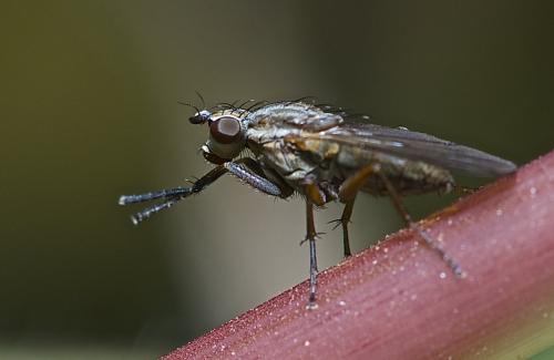 Pherbellia cinerella