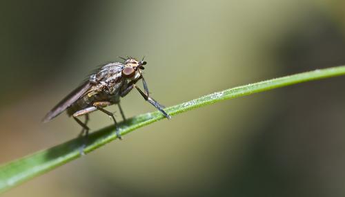 Pherbellia cinerella