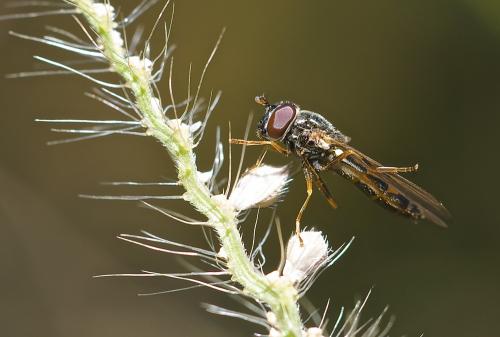 Melanostoma mellinum