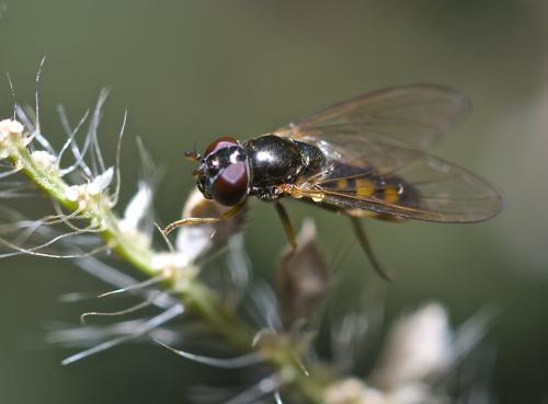 Melanostoma mellinum