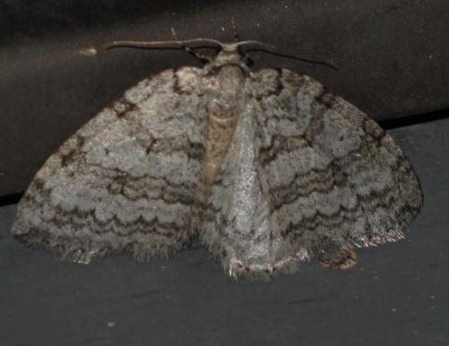 Epirrita sp.
