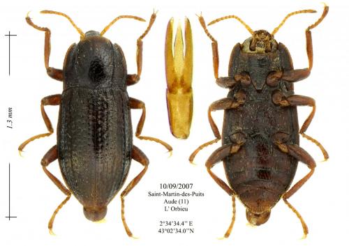 Esolus parallelepipedus