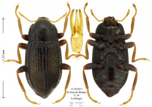Réf. 193 320 : Esolus pygmaeus