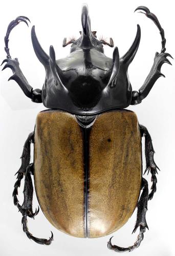 Réf. 193 183 : Eupatorus gracilicornis