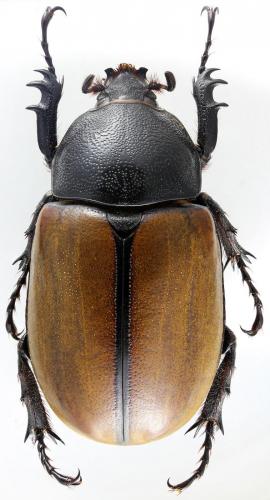 Réf. 193 184 : Eupatorus gracilicornis