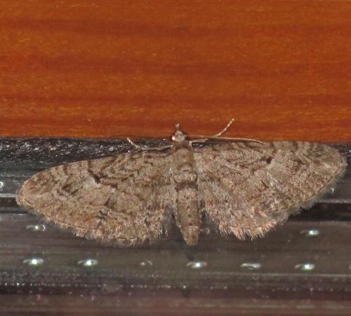 Réf. 193 379 : Eupithecia pusillata