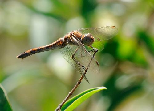 Sympetrum striolatum