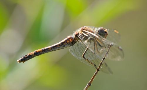 Sympetrum striolatum