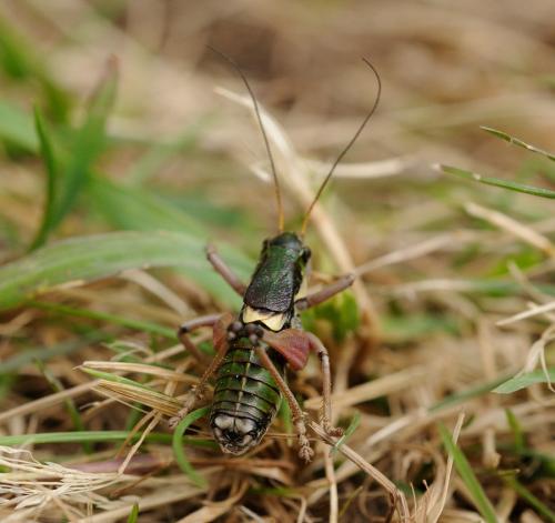 Anonconotus alpinus