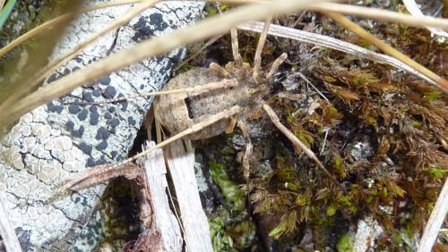 Odiellus spinosus