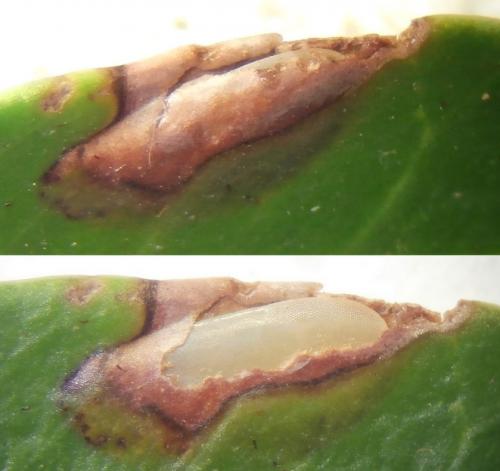 Phaneroptera nana