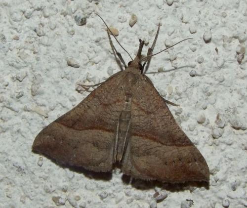 Réf. 193 281 : Hypena proboscidalis