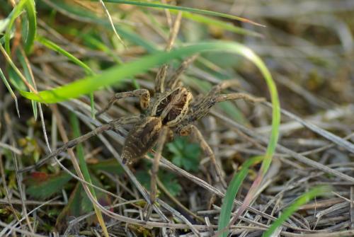 Hogna radiata