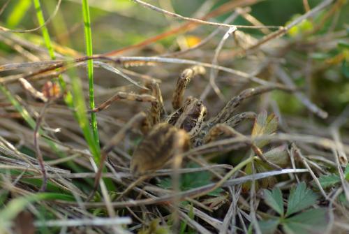 Hogna radiata