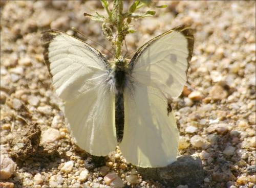 Réf. 193 474 : Pieris brassicae