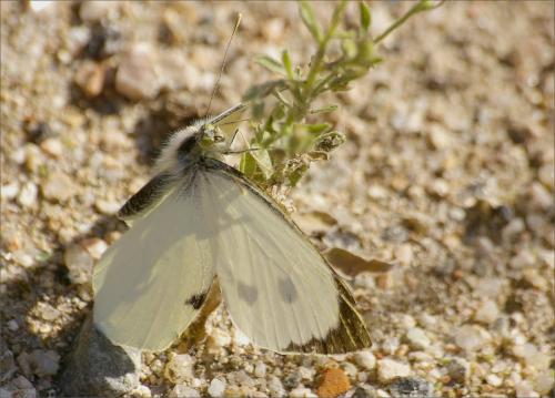 Pieris brassicae