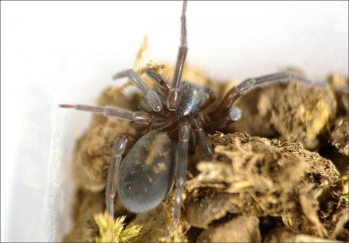 Amaurobius ferox