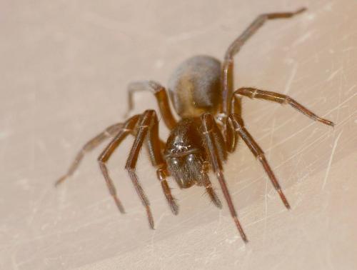 Réf. 193 666 : Amaurobius ferox