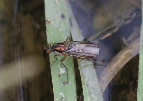 Dolichopus sp.