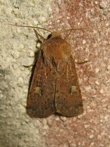 Réf. 193 581 : Xestia xanthographa