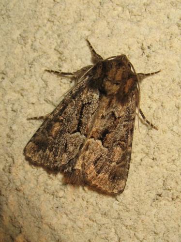 Réf. 193 364 : Thalpophila matura