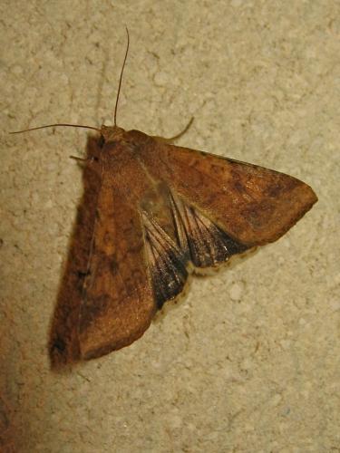 Helicoverpa armigera