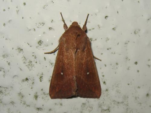 Réf. 193 366 : Mythimna albipuncta