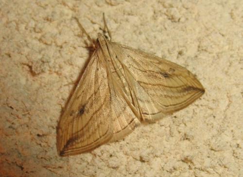 Evergestis forficalis