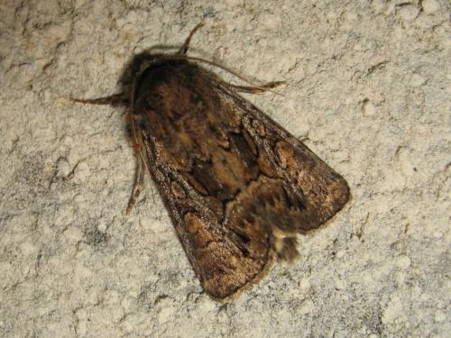 Réf. 193 365 : Thalpophila matura