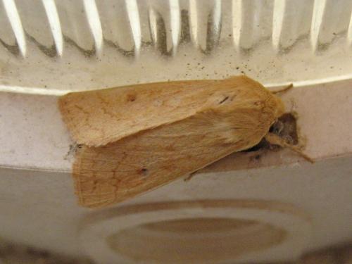 Mythimna vitellina