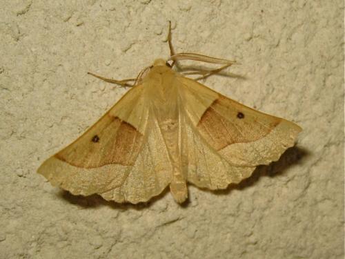 Réf. 193 073 : Crocallis elinguaria