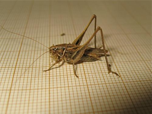 Tessellana tessellata tessellata