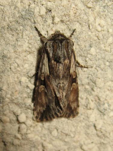 Chloantha hyperici