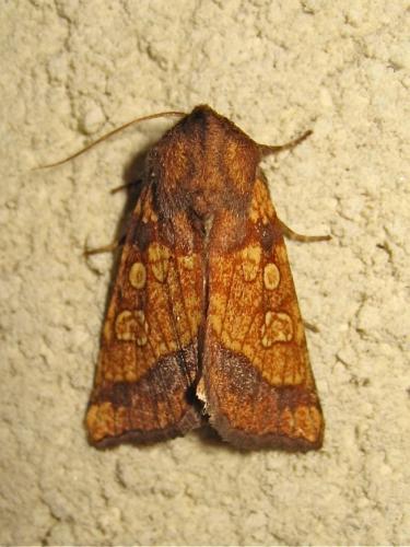 Gortyna flavago