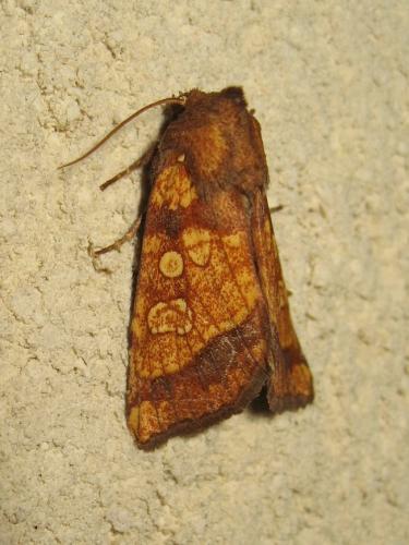 Gortyna flavago