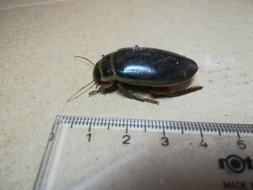 Dytiscus sp.
