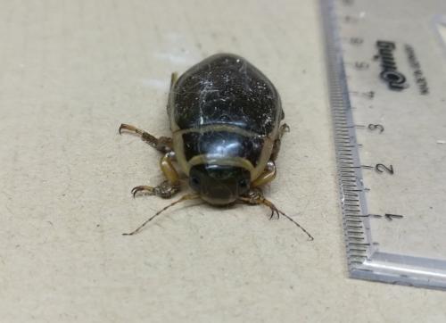 Dytiscus sp.