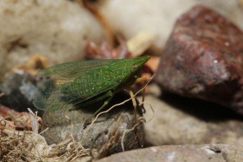 Réf. 193 150 : Dictyophara multireticulata