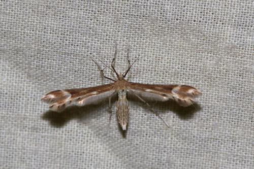 Marasmarcha (lunaedactyla-fauna)