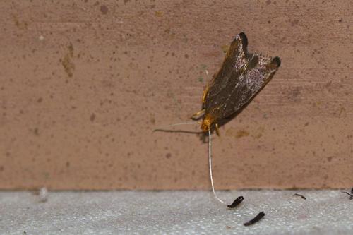 Réf. 193 533 : Eurodachtha pallicornella