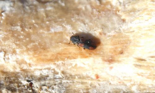 Réf. 193 513 : Bitoma crenata