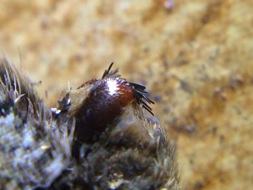 Hipparchia genava