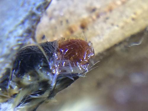 Pyrgus alveus