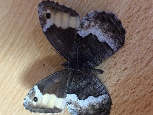 Hipparchia genava